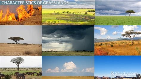 how are savannas similar to temperate grasslands